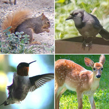 将图片加载到图库查看器,New Waterproof 16X52 High Definition Monocular Telescope