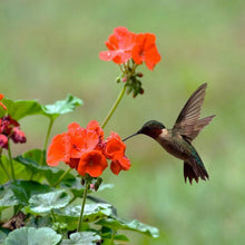 将图片加载到图库查看器，Garden Collection Hanging Hummingbird Feeders
