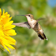 将图片加载到图库查看器，Garden Collection Hanging Hummingbird Feeders

